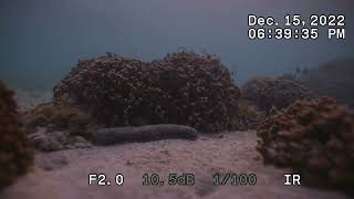 Maharepa Moorea  Porites rus and Dascyllus arunus 15 Dec 2022 [upl. by Adnuhsat]