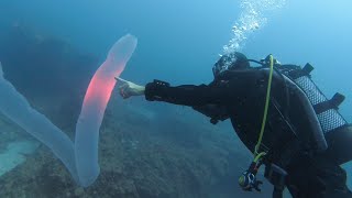 Pyrosome in Tenerife Rare sighting of 5m Pyrosoma Atlanticum scuba diving in the Canary Islands [upl. by Wadleigh672]