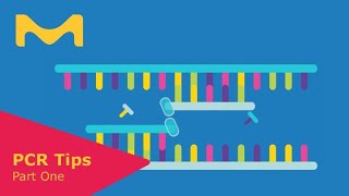 Steps of PCR and Essential Components [upl. by Rausch]