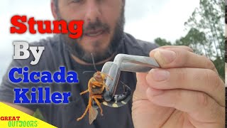 Stung by the largest wasp in Florida the cicada killer wasp [upl. by Themis]