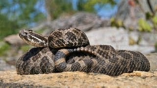 The Massasauga Rattlesnake Ontario Wildlife Video Series [upl. by Asirret491]