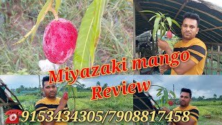 Original Japanese Miyazaki mango review 🔥🔥Call☎️91534343057908817458 [upl. by Sedgewick]