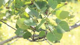 Plants To Know Quaking Aspen [upl. by Gleich]