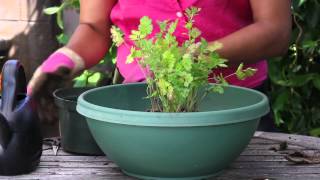 How to Transplant Cilantro  The Chefs Garden [upl. by Asital288]