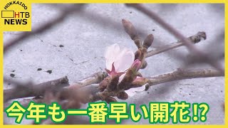 札幌でも桜が開花 今年もあの場所から１番の便り 早くに花咲くワケは？ [upl. by Eimaraj273]