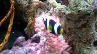 Clownfish releasing slime coat on anemone [upl. by Akimahs]