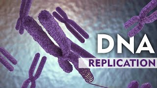 DNA Replication Explain with 3D Animation [upl. by Anatnom]