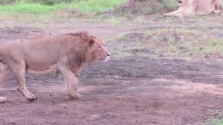 Lion Family at Sasan Gir 6 [upl. by Gnohc232]