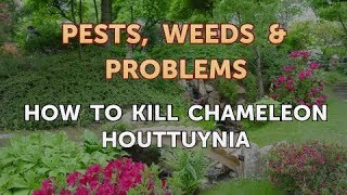 How to Kill Chameleon Houttuynia [upl. by Idihsar171]