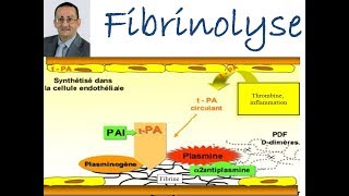 Fibrinolyse [upl. by Charpentier967]