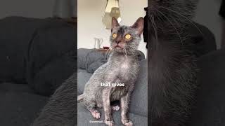 Obsessed Lykoi facts  Turkish van and Toyger shortsvideo animals catfactoid facts lykoi [upl. by Gnuhc]