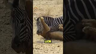 A oneonone battle between a lion and a zebra animals wildlifefight wildattack [upl. by Whitaker788]