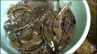 POLYPTERUS DELHEZI BARRED BICHIRARMOURED BICHIR [upl. by Akila]