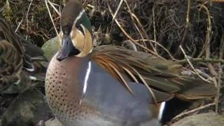 baikal teal [upl. by Sollars]