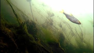 River Lea Dobbs Weir Underwater Big Snag Roach Perch [upl. by Sioled]