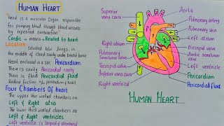 human heart structure and function [upl. by Hallerson572]