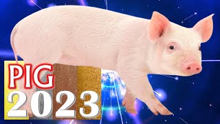 Pig Horoscope 2023 ❤ Born 2019 2007 1995 1983 1971 1959 1947 1935 [upl. by Sausa]