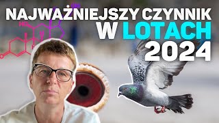 Najważniejszy czynnik w lotach gołębie pocztowe  loty 2024 [upl. by Enelrac]