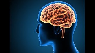 आपके दिमाग के बारे में तथ्य  Enigmatic Facts About the Human Brain and Consciousness [upl. by Aedrahs]