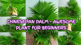 HOW TO GROW AND CARE CHINESE FAN PALM  CHINA PALM CARE 🌴🌴 [upl. by Sidoeht]