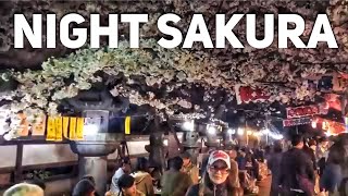 Night Cherry Blossoms at Ueno Park LIVESTREAM [upl. by Yelbmik651]