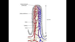 Lintestin grêle La villosités intestinale الخملة المعوية quotANIMATIONquot [upl. by Ardnuaed]