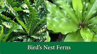 Birds Nest Ferns  How to Take Care of and Grow and Asplenium Varieties [upl. by Ammamaria]