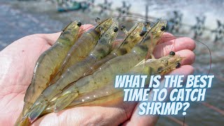 What is the best time to catch shrimpGood Time To Catch Shrimping [upl. by Euridice]