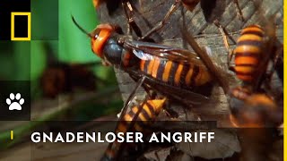 Riesenhornissen Gnadenlose Killer  National Geographic [upl. by Wolfy]