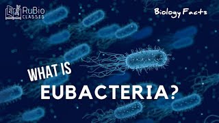 What is Eubacteria  NEET  Rubio Classes [upl. by Swec]