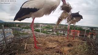 Storchennest Freilassing  Heute noch kein Ei  10042024 [upl. by Shurwood767]