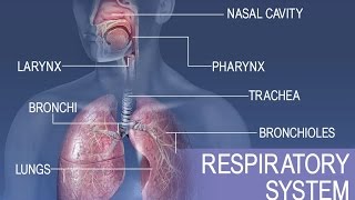 The ALVEOLI Structure amp Function  OCR GCSE PE  The Cardiovascular amp Respiratory Systems 14 [upl. by Aikcin]