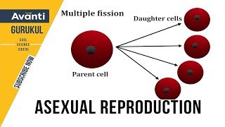 12B01  Reproduction in Organisms  Asexual Reproduction  Binary fission Multiple fission  Spores [upl. by Nim616]