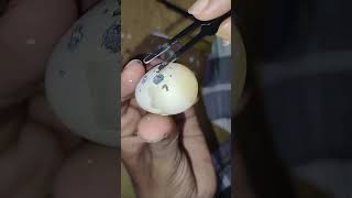 기네스북 도전  알quot고리즘 펭귄  Raw Quail Egg Peeling Challenge 4 shorts shortsyoutube satisfying [upl. by Rohn]