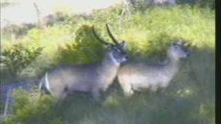 WildEarth 5207 406pm Waterbuck on Drive [upl. by Leahkim]