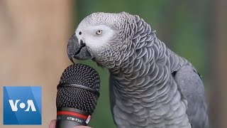 Talking Parrot  VOANews [upl. by Enilamme]