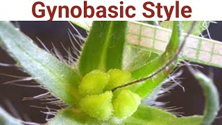 Gynobasic Style biologywalesir gynobasic style lamiaceae tulsi ocimumsanctum [upl. by Nnayrrehs156]