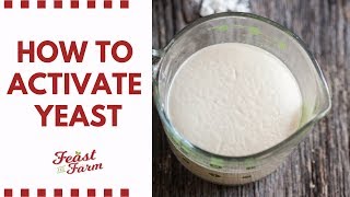 How to activate dry yeast Be sure its alive [upl. by Cynthie486]