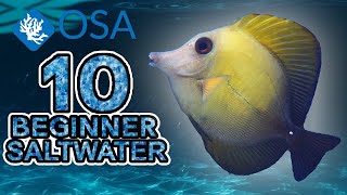 Scopas Tang  10 Beginner Saltwater Fish [upl. by Odirfliw707]