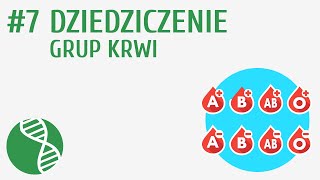 Dziedziczenie grup krwi 7  Genetyka [upl. by Annoda]