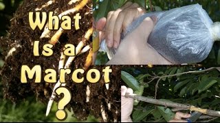 What is a Marcot Marcotted Marcotting or Air Layering of Fruit Trees [upl. by Jarin]