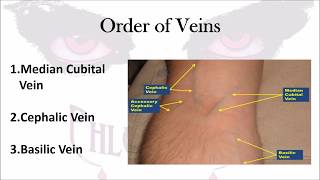 Phlebotomy The Order of Veins [upl. by Rehpetsirhc]