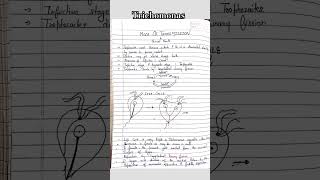 Trichomonas morphology and structure microbiologynotes easy way mlt microbiology shorts pg [upl. by Hesper]