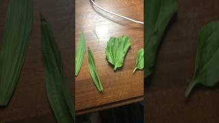 Broad leaf plantain VS Narrow leaf Plantain homesteadingchannel homesteadingskills farming [upl. by Enailil]