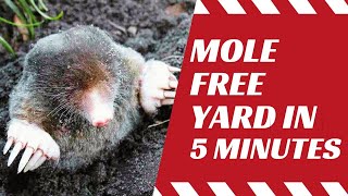 How Do You Get Rid Of Moles In Your Yard Naturally Proven Methods [upl. by Turnheim]