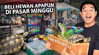 BELI APAPUN HEWAN DI PASAR MINGGU TERBESAR BANDUNG NEMU BANYAK BANGET REPTILE [upl. by Haraz183]