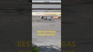 Las Vegas buffet tips and tricks  when pigeons binge [upl. by Htur2]