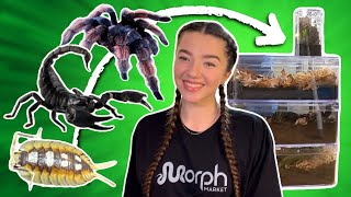 Rehousing TARANTULAS SCORPIONS and ISOPODS [upl. by Natsyrt]