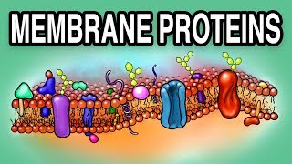 MEMBRANE PROTEINS  Types and Functions [upl. by Ahsiyk]