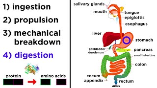 The Digestive System [upl. by Cima]